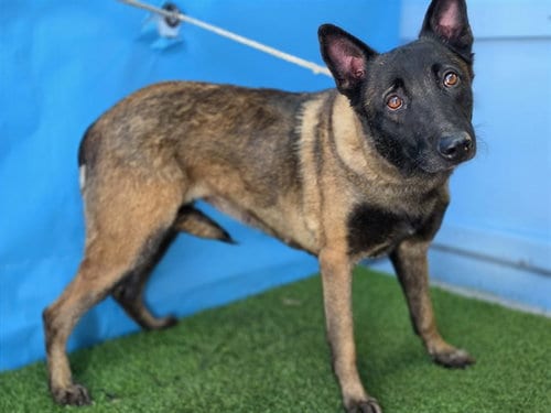 Photo of A5804228, adoptable Belgian Shepherd Malinois in Gardena, California