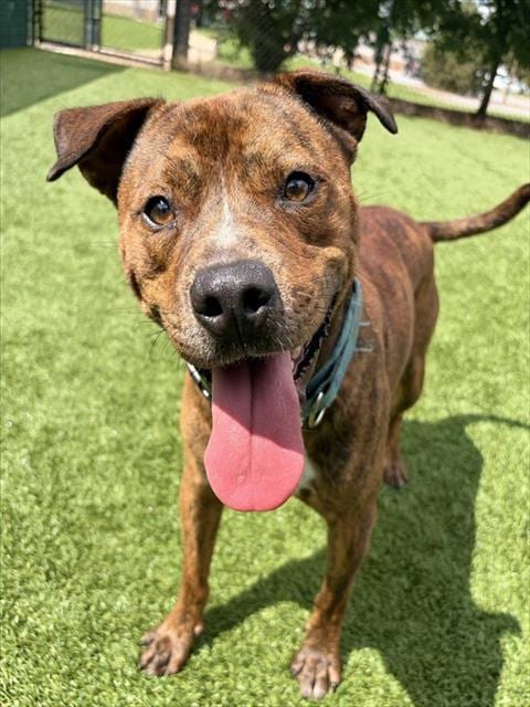 Photo of Gabe, adoptable Pit Bull Terrier in Statesville, North Carolina
