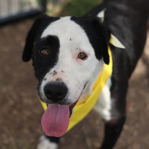 Photo of Reese, adoptable Labrador Retriever in San Antonio, Texas