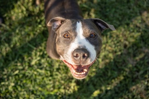 Photo of Cheech, adoptable American Staffordshire Terrier in Calhoun, Georgia