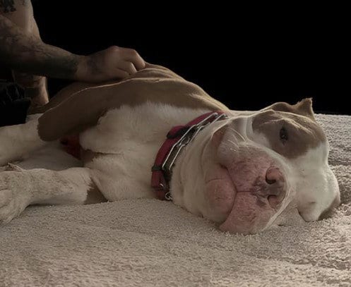 Photo of Brock GDP, adoptable American Staffordshire Terrier in Denton, Texas
