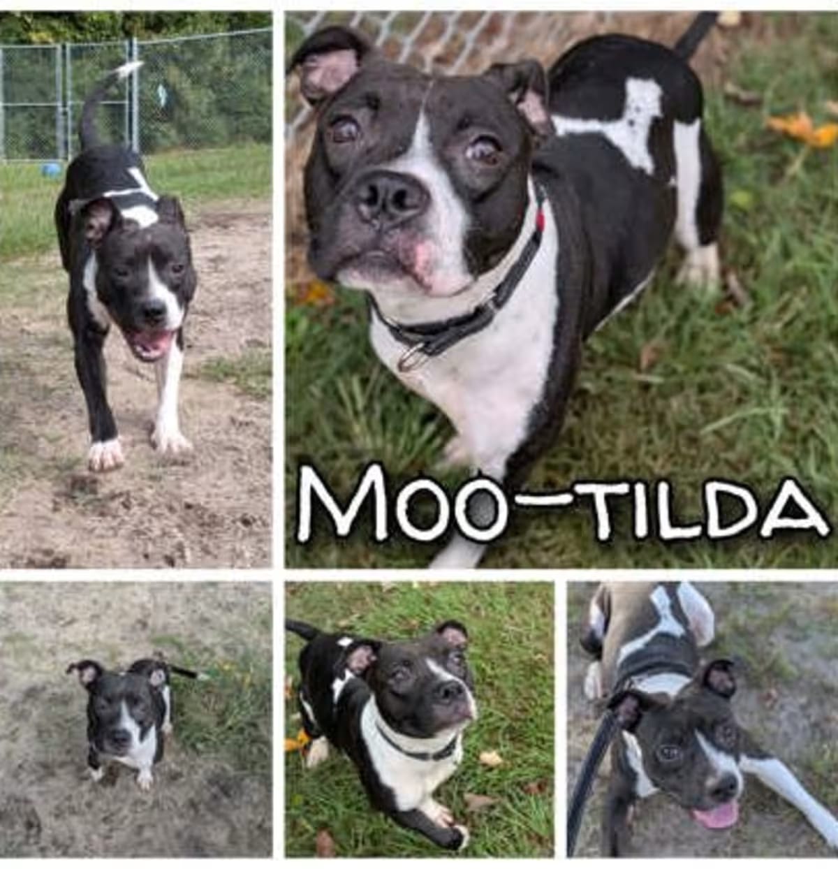 Photo of Moo-tilda, adoptable American Pit Bull Terrier in Greenville, North Carolina
