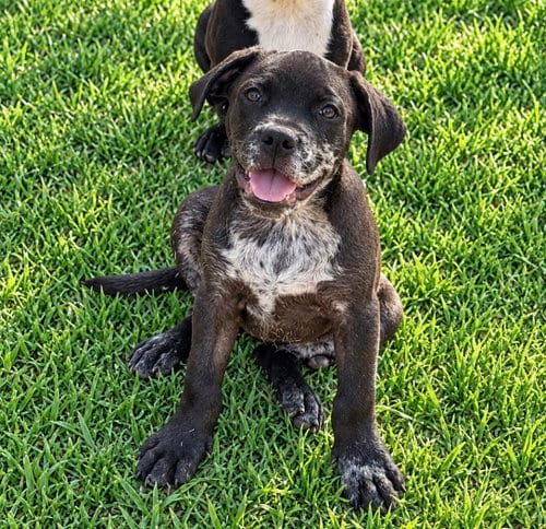 Photo of Ebony (f), adoptable Boxer in Nashville, Tennessee