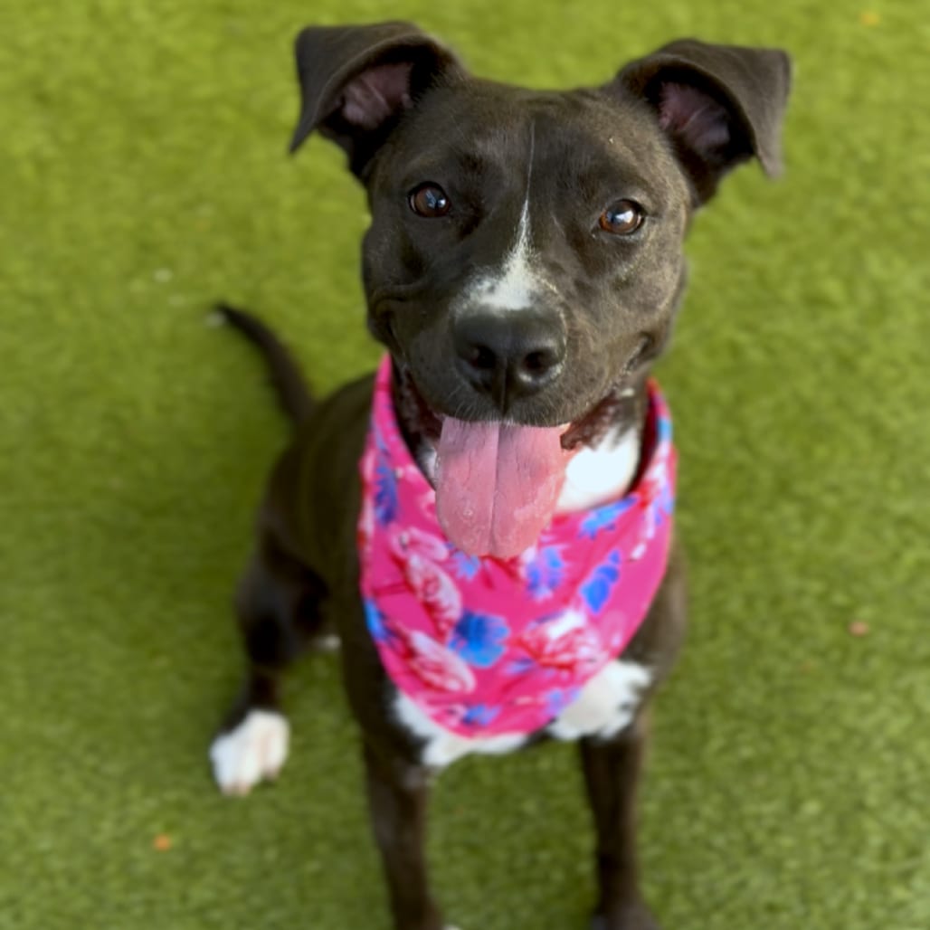 Photo of Ember, adoptable Retriever, Black Labrador / Terrier, American Pit Bull in Greensboro, North Carolina
