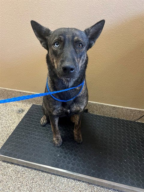 Photo of Nebula, adoptable German Shepherd Dog in Thousand Palms, California