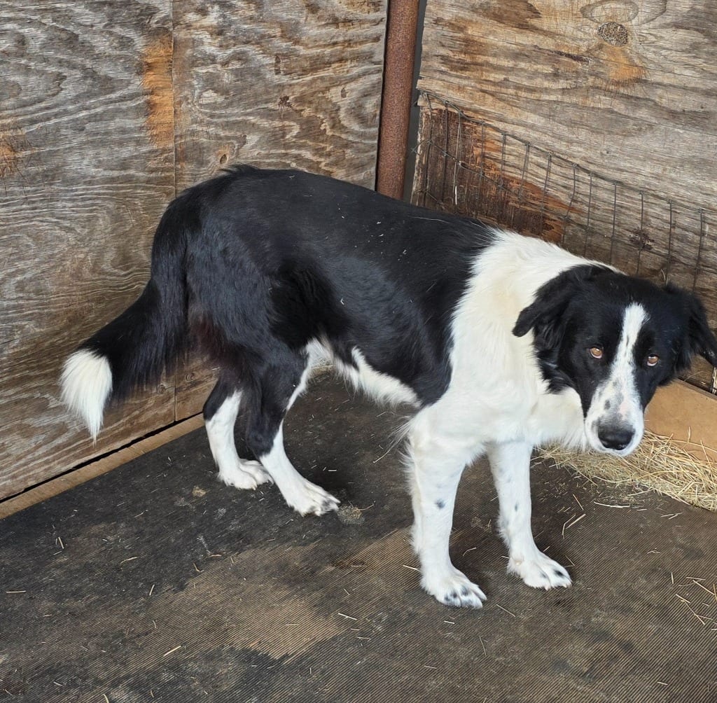 Photo of Heartland No. 65, adoptable Border Collie in Texas