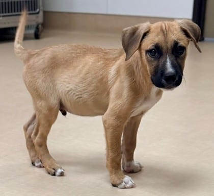 Photo of Woody, adoptable Shepherd/Mix in Bakersfield, California