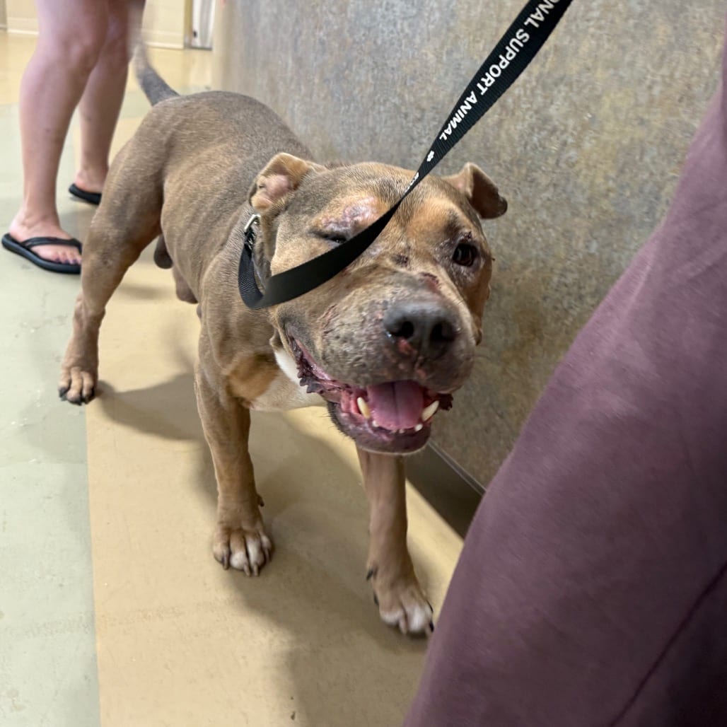 Photo of Potato, adoptable Mixed Breed (Medium) in Winston-Salem, North Carolina
