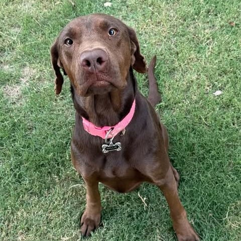 Photo of Millie, adoptable Retriever, Labrador in Oklahoma-based; Northeast placements, Oklahoma