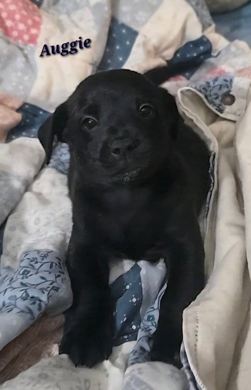 Photo of Auggie- the A Litter, adoptable Cairn Terrier in Oakhurst, New Jersey