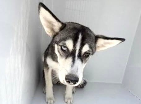 Photo of A662257, adoptable Husky in Houston, Texas