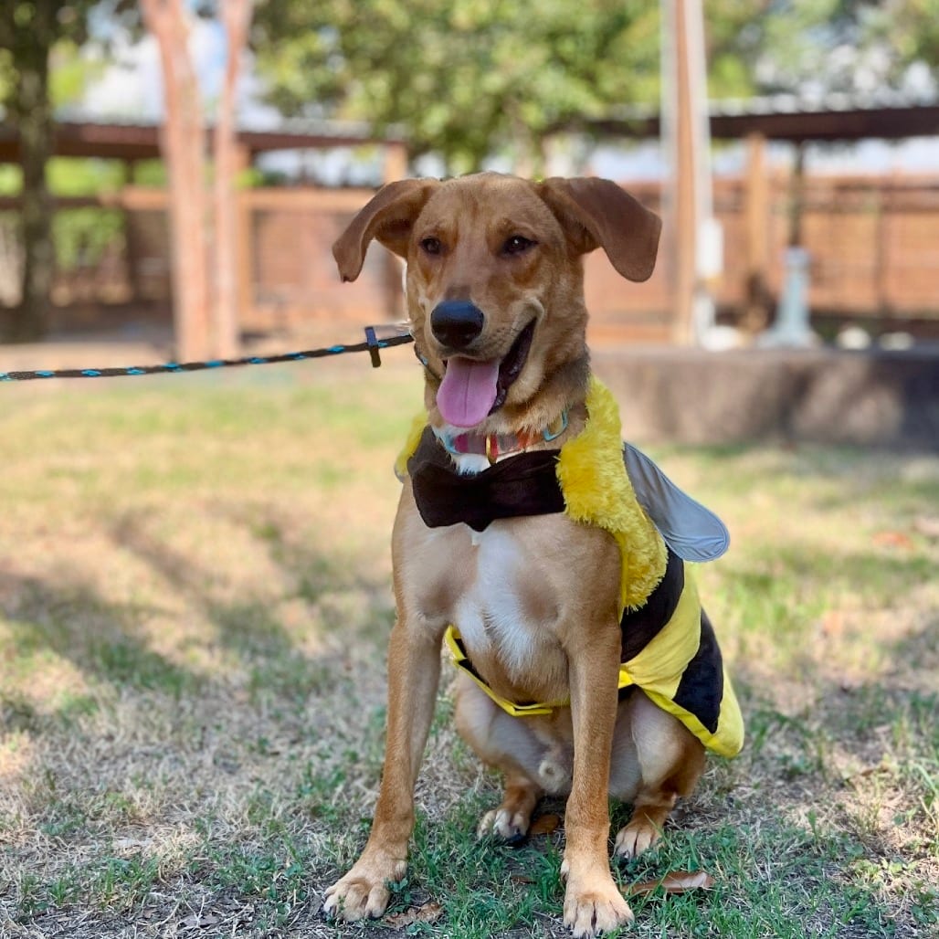 Photo of Dodge, adoptable Shepherd / Retriever, Labrador in Houston, Texas