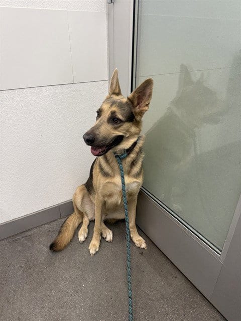Photo of Wynona Jane, adoptable German Shepherd Dog in Mesa, Arizona
