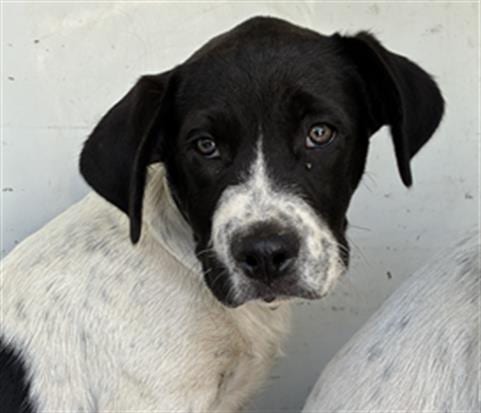 Photo of Link, adoptable Australian Cattle Dog/Blue Heeler in Ukiah, California