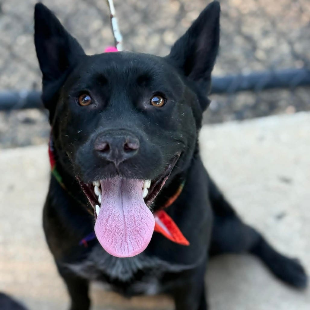 Photo of Razz, adoptable Shepherd, German in Raleigh area, North Carolina