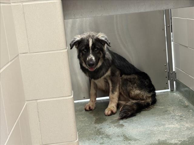 Photo of Senior Mixed Breed, adoptable Mixed Breed in Santa Fe, New Mexico