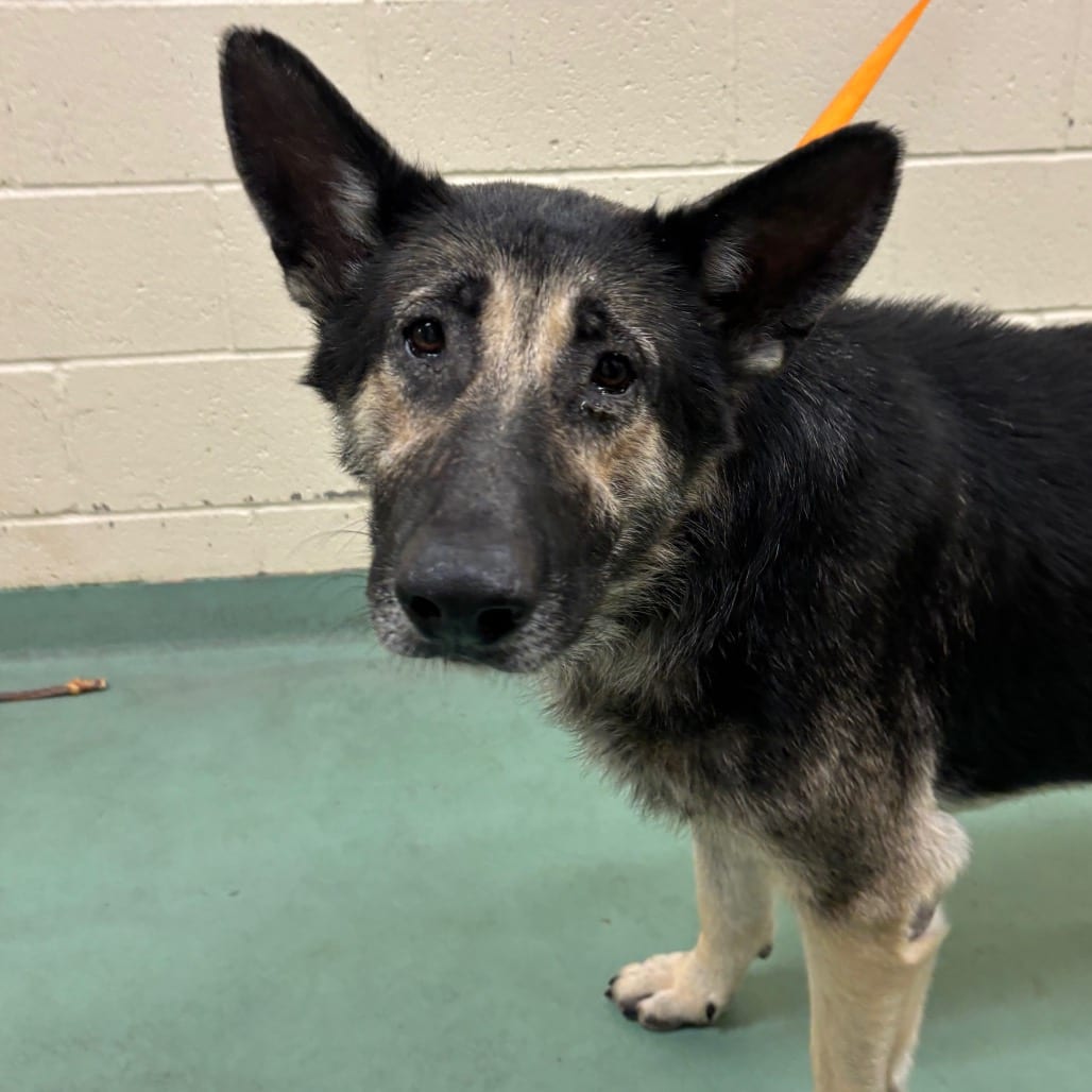 Photo of O’pair, adoptable Mixed Breed (Large)