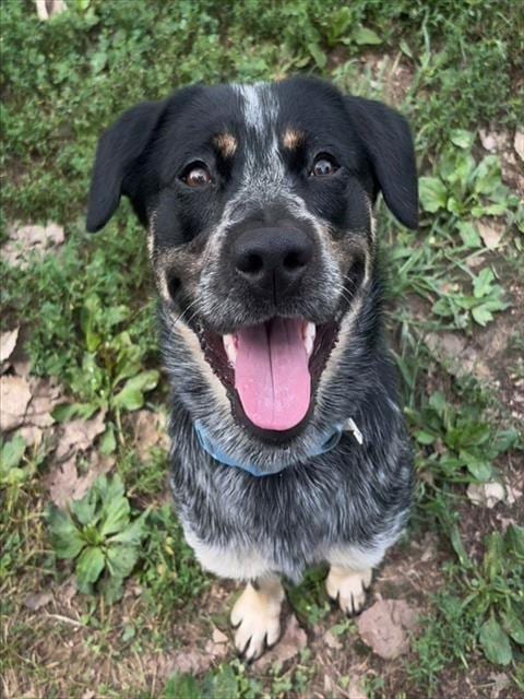 Photo of Grayson, adoptable Australian Cattle Dog/Blue Heeler in St Peters, Missouri