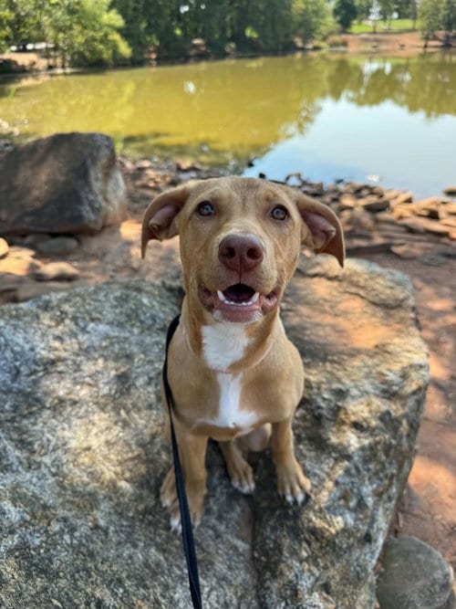 Photo of Clarabelle, adoptable Terrier in Greenville, South Carolina