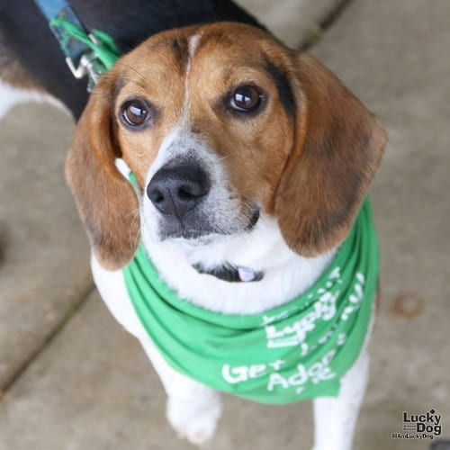Photo of Blanche, adoptable Beagle in Washington, District of Columbia