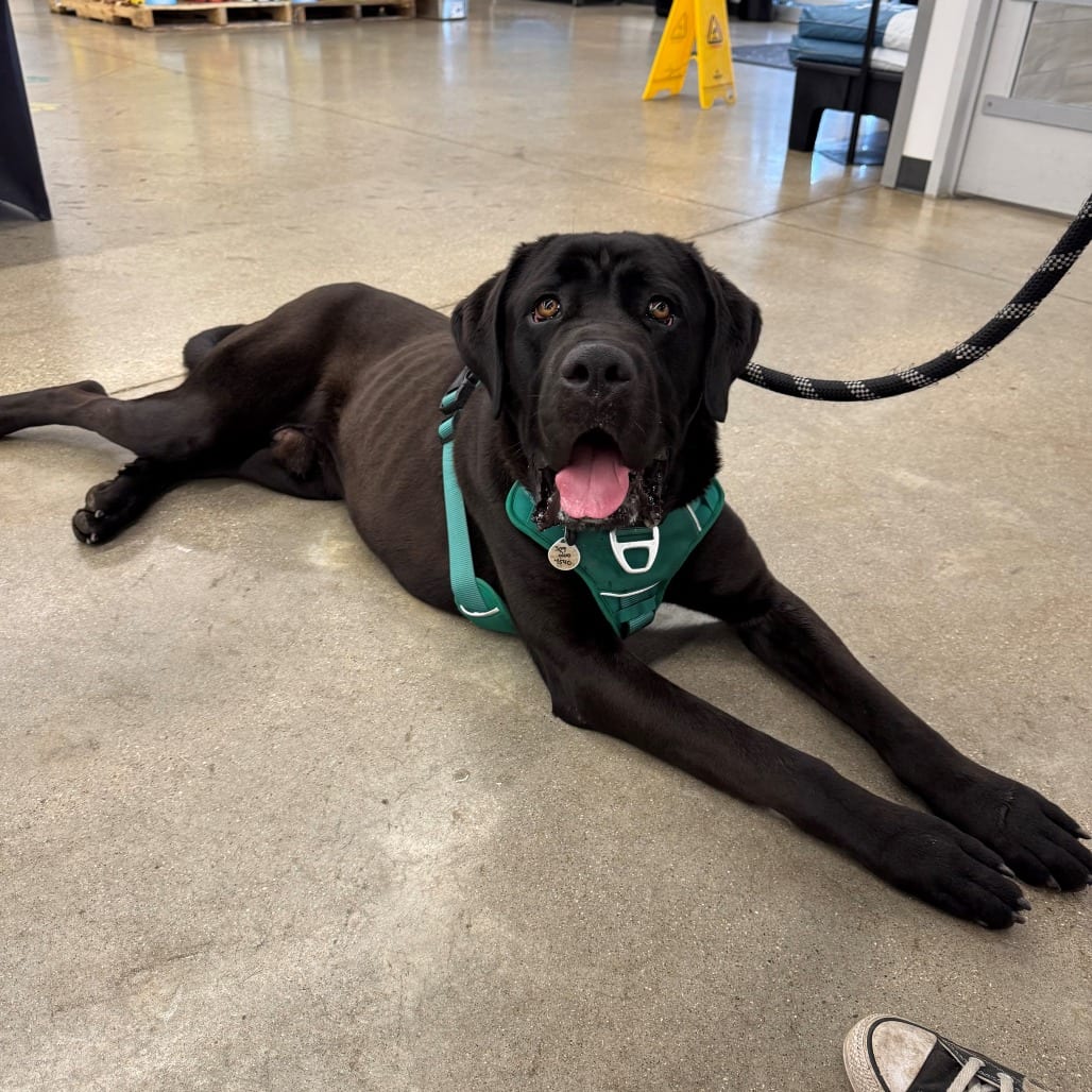 Photo of Ottis, adoptable Mastiff, Cane Corso / Mix in Normal, Illinois