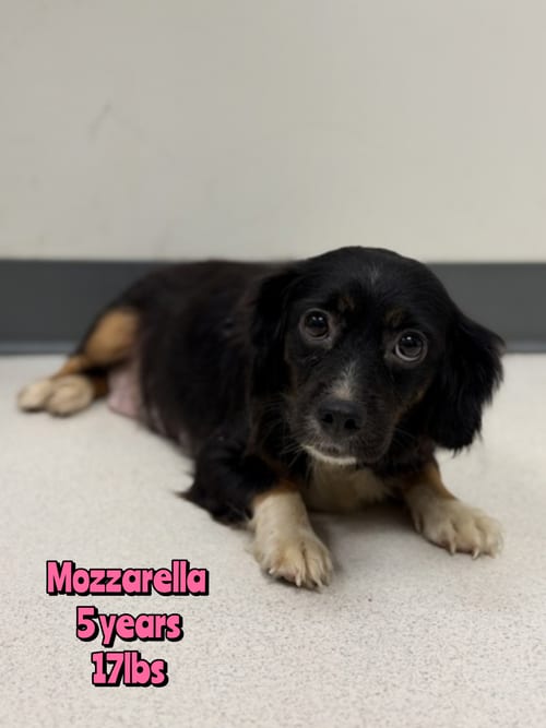 Photo of Mozzarella, adoptable Cocker Spaniel in Holbrook, New York