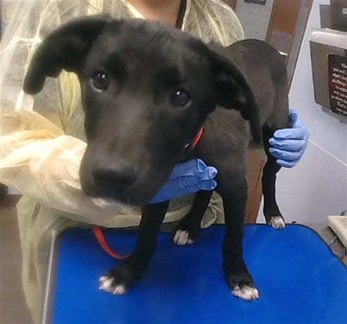 Photo of Froggie, adoptable Labrador Retriever in Phoenix, Arizona