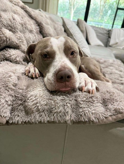 Photo of Luna, adoptable Pit Bull Terrier in Miami, Florida