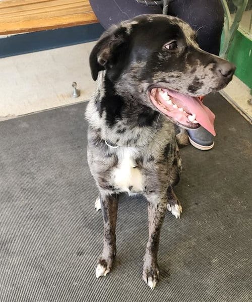 Photo of Luna, adoptable Catahoula Leopard Dog in Anchorage, Alaska