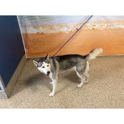 Photo of Uma, adoptable Husky in Doral, Florida