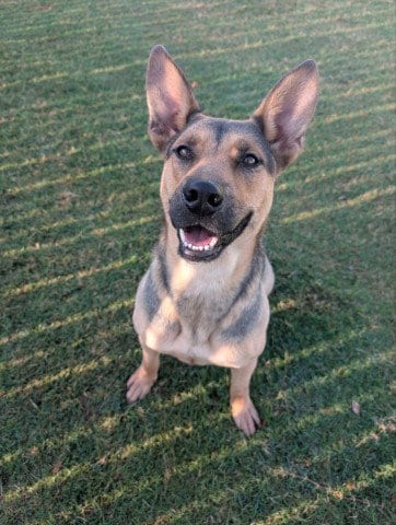 Photo of Star, adoptable German Shepherd Dog in Redlands, California