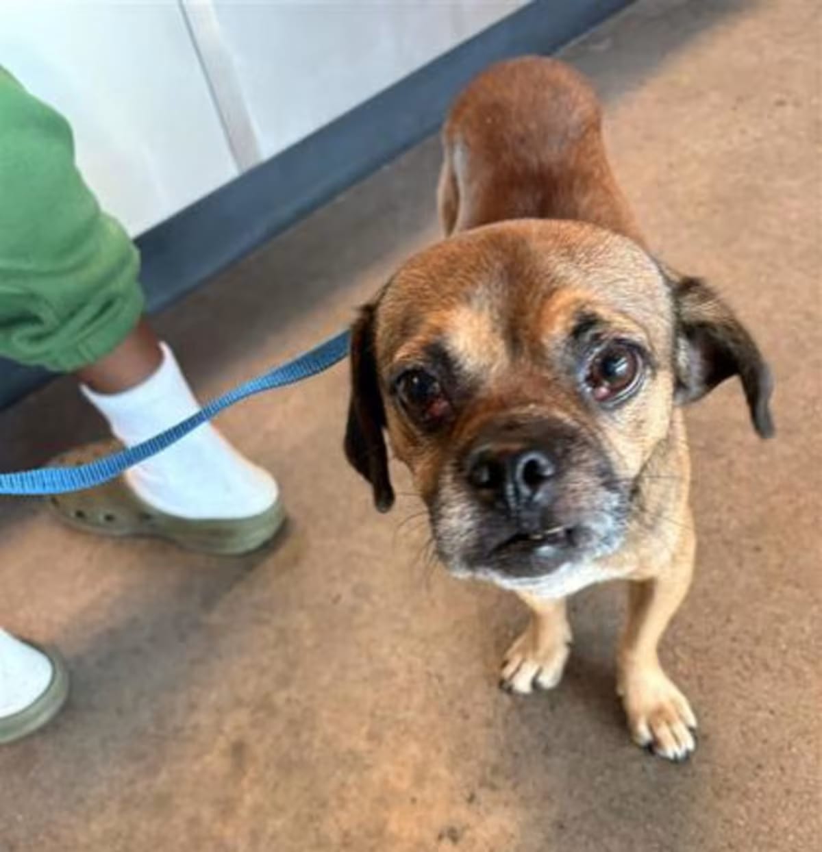 Photo of Nugget, adoptable Mixed Breed (Medium) in New Castle, Delaware