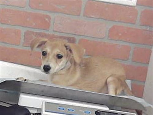 Photo of Marshmellow, adoptable Chihuahua in Houston, Texas