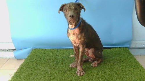 Photo of Finn, adoptable Pit Bull Terrier in Gardena, California