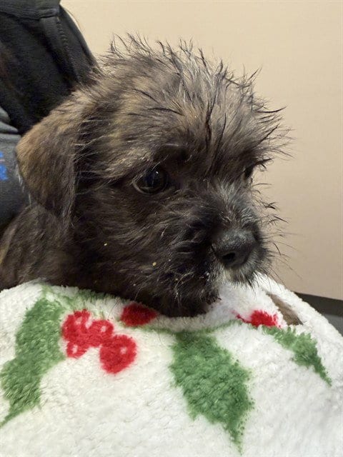 Photo of Scruffy, adoptable French Bulldog in Rancho Cucamonga, California