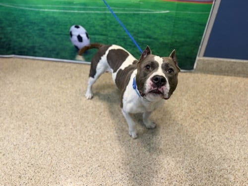 Photo of Bossie, adoptable American Bulldog in Miami, Florida