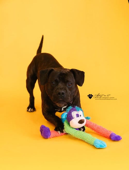 Photo of Meatloaf- $75, adoptable American Staffordshire Terrier in Rockwall, Texas