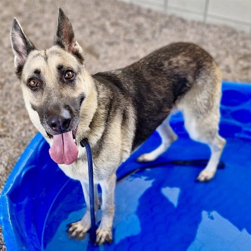 Photo of Grace, adoptable German Shepherd Dog in Mesa, Arizona