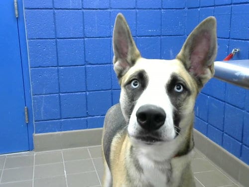 Photo of Glacie, adoptable Husky in Albuquerque, New Mexico