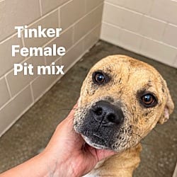 Photo of Tinker, adoptable Labrador Retriever Mixed Breed (Medium) in Burnsville, North Carolina
