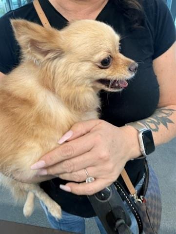 Photo of Macy, adoptable Pomeranian in San Martin, California