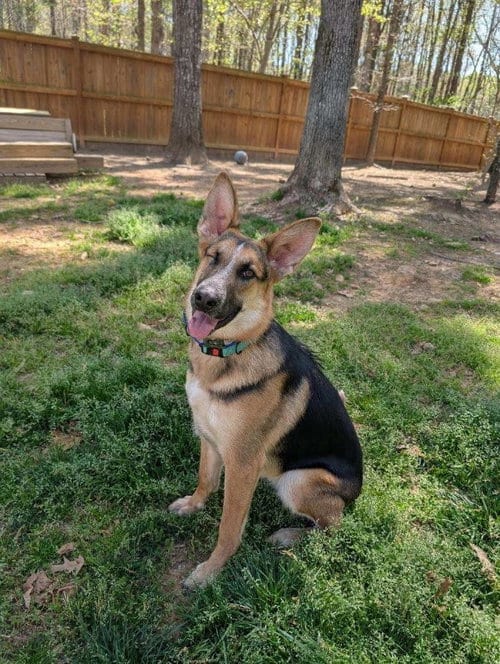 Photo of Leela, adoptable German Shepherd Dog in La Grange, North Carolina