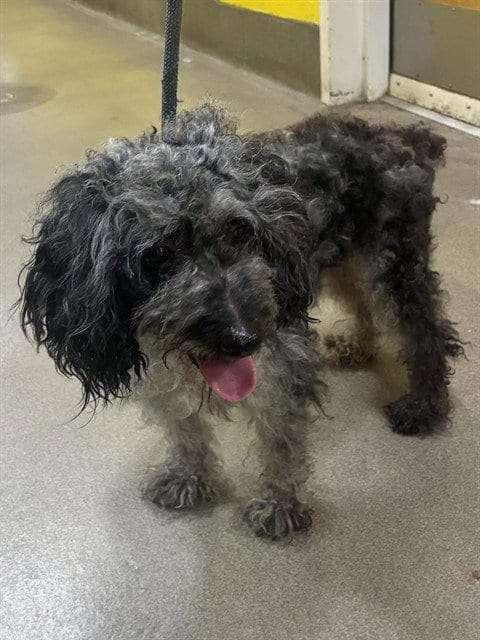 Photo of Beau, adoptable Poodle (Miniature) in Forestville, Maryland