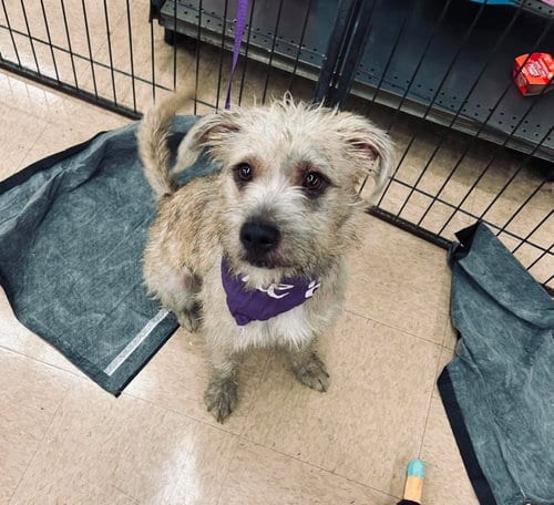 Photo of Foxy Brown, adoptable Terrier in El Centro, California