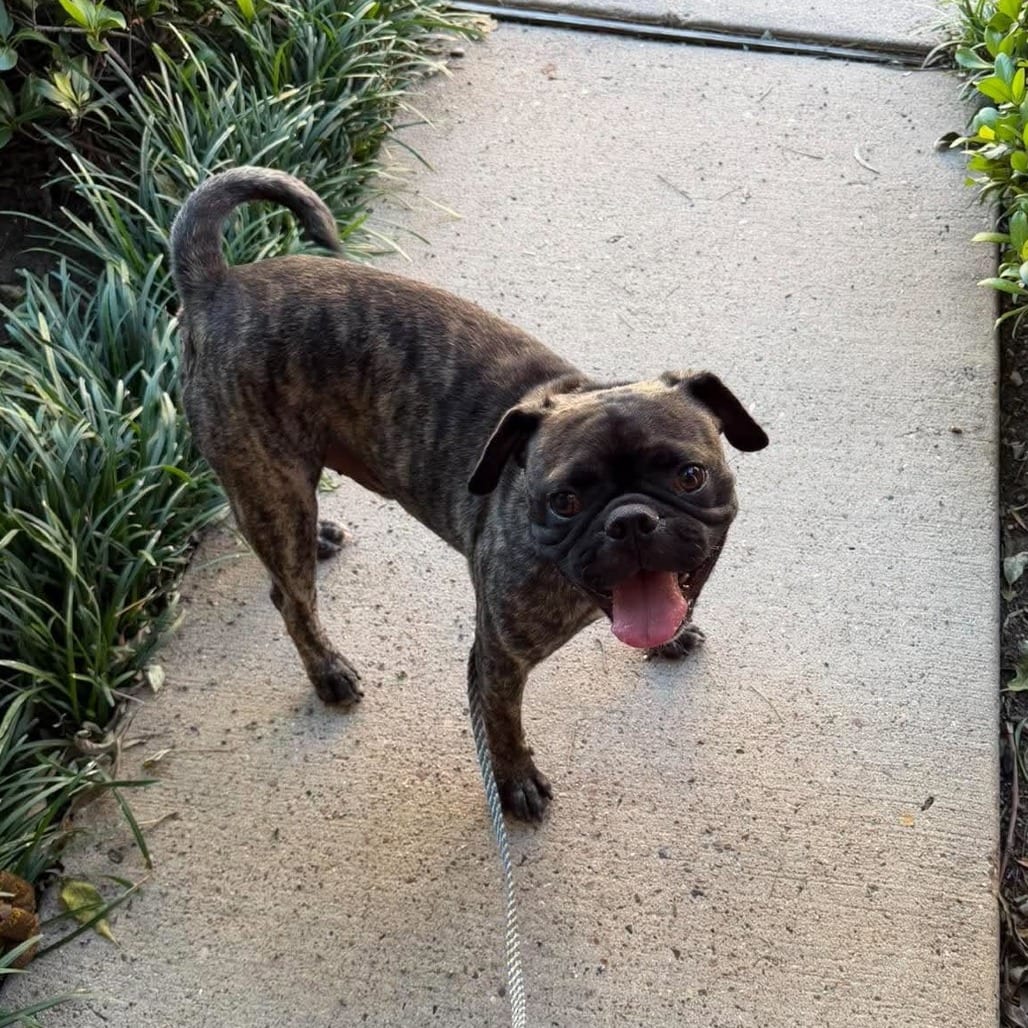 Photo of Crash *Arriving 10/24* D12819, adoptable Pug / Bulldog, French in Princeton area, Minnesota