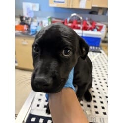 Photo of Phoebe, adoptable Cane Corso in Jurupa Valley, California