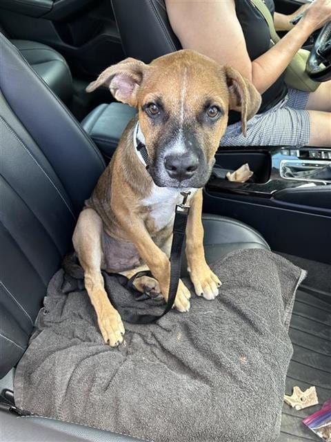 Photo of Zoro, adoptable dog in San Antonio, Texas