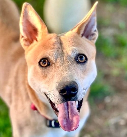 Photo of Nessi, adoptable Terrier in Canton, Connecticut