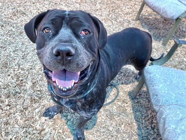 Photo of Majesty, adoptable Cane Corso mix in Albuquerque, New Mexico
