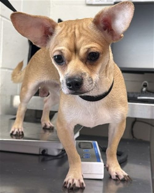 Photo of Charmander, adoptable Terrier in San Bernardino, California